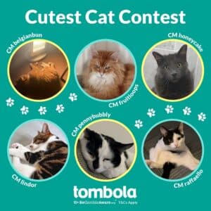 Tombola Arcade Cute Cat Competition